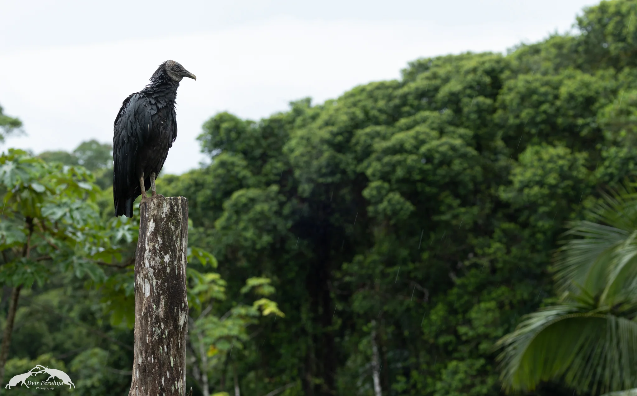 Black Vulture, Arenal